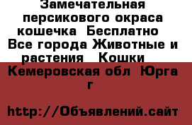 Замечательная персикового окраса кошечка. Бесплатно - Все города Животные и растения » Кошки   . Кемеровская обл.,Юрга г.